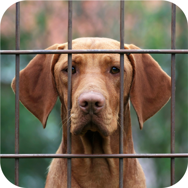 Cages